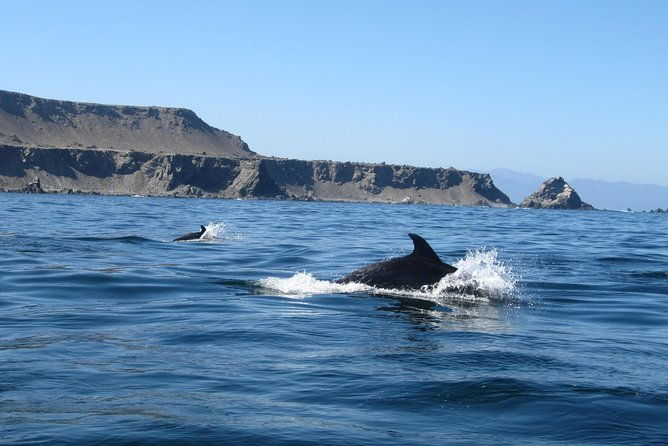 la-serena-full-day-to-damas-island-humboldt-penguin-national-reserve