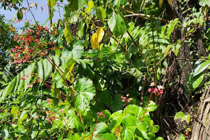 la-soufriere-volcano-adventure
