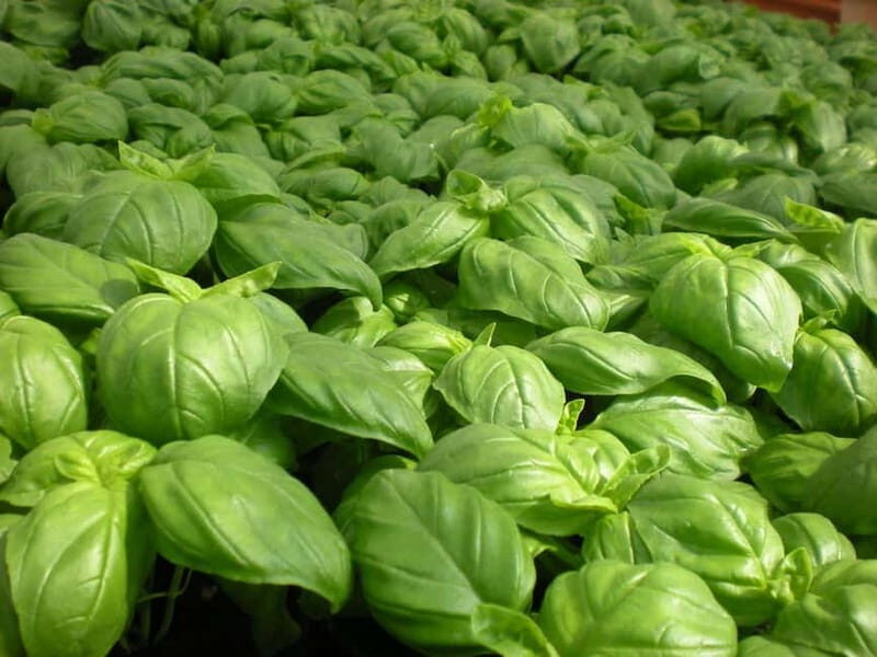 La Spezia: Pesto Making Class with Focaccia and Drink - The Value of the Experience
