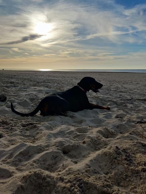 la-tremblade-hiking-in-the-domanial-forest-of-coubre