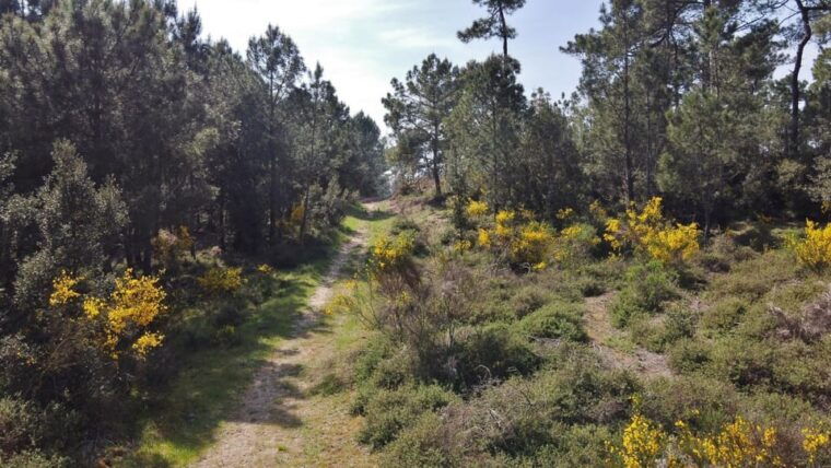 la-tremblade-hiking-in-the-domanial-forest-of-coubre