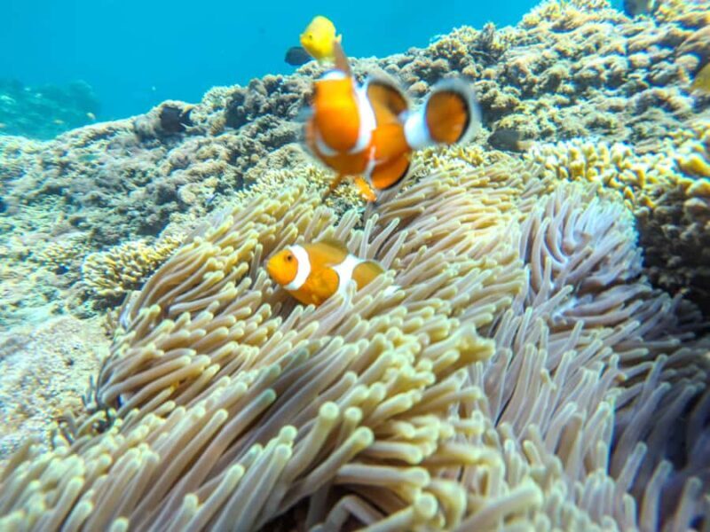 Labuan Amuk Bali: snorkeling tour with traditional boat - What Makes This Tour Stand Out?