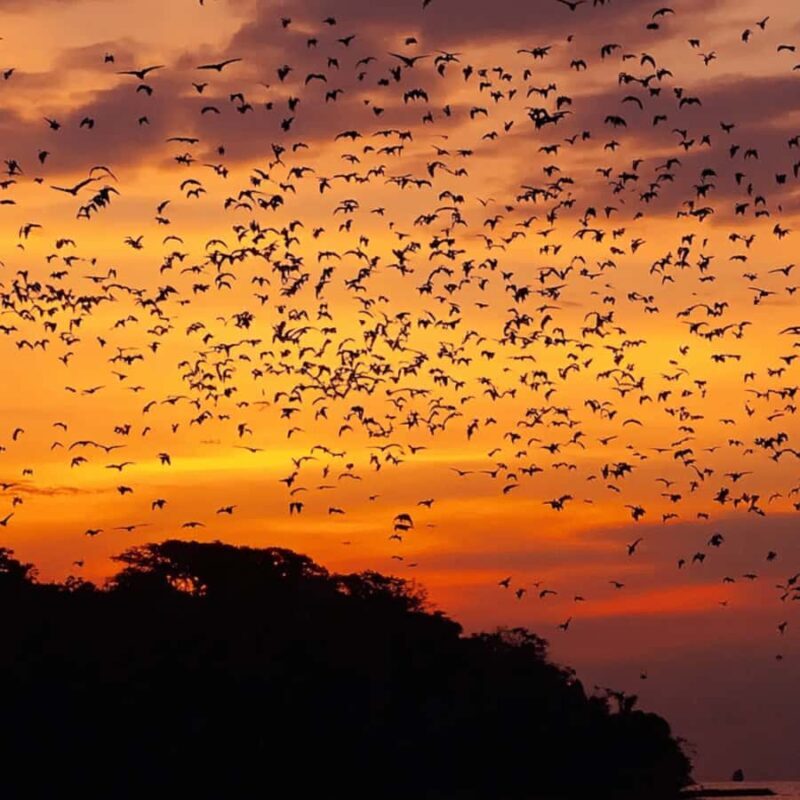 Labuan Bajo : Explore Kalong Island, Kelor & Manjarite - The Authentic Experiences & Challenges