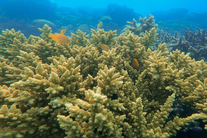 Labuan Bajo - Komodo multi day tour Using Luxury Pinishi Boat - The Sum Up
