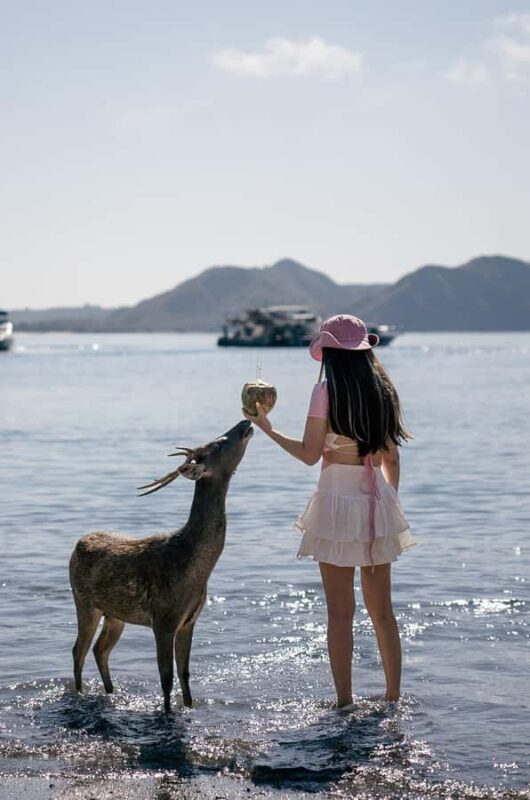 Labuan Bajo: Komodo Private and Shared Speedboat Day Trip - An In-Depth Look at the Komodo Speedboat Experience