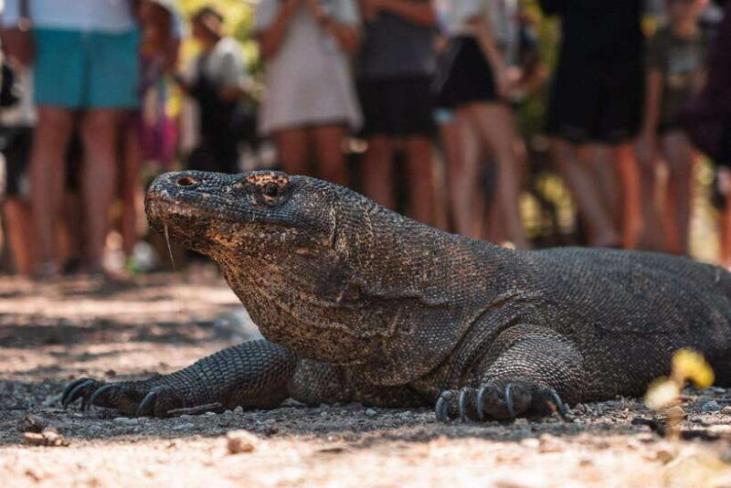 labuan-bajo-one-day-komodo-private-trip-with-speedboat