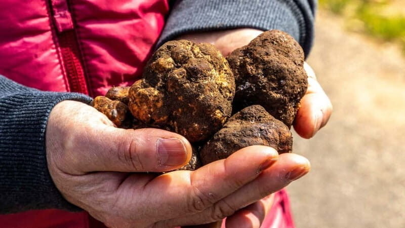 Laconi: truffle hunting excursion with lunch - Who Would Love This Tour?