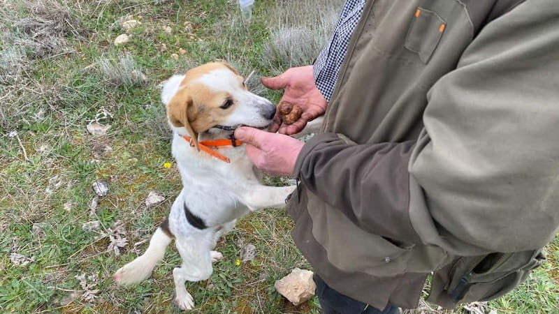 Laconi: truffle hunting excursion with lunch - FAQ