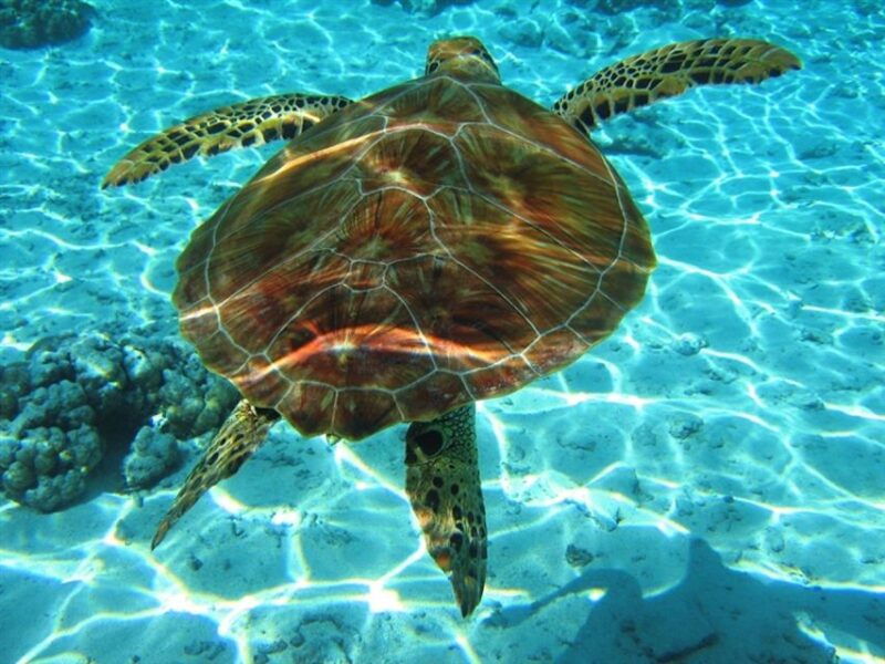 laganas-zakynthos-marathonissi-keri-caves-and-turtles-spot