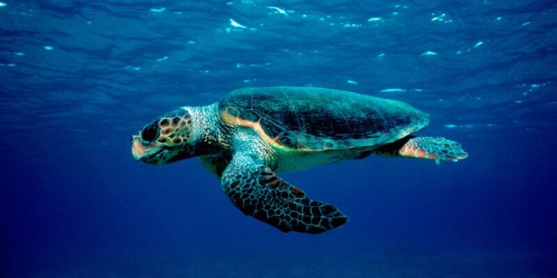 laganas-zakynthos-marathonissi-keri-caves-and-turtles-spot