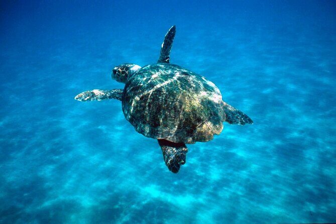 Laganas Zakynthos: Marathonissi, Keri Caves and Turtles Spotting - Authentic Experiences and Honest Feedback
