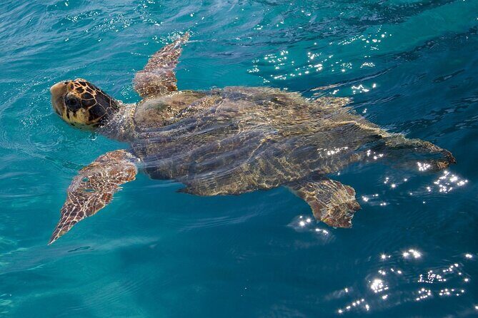 Laganas Zakynthos: Marathonissi, Keri Caves and Turtles Spotting - The Sum Up