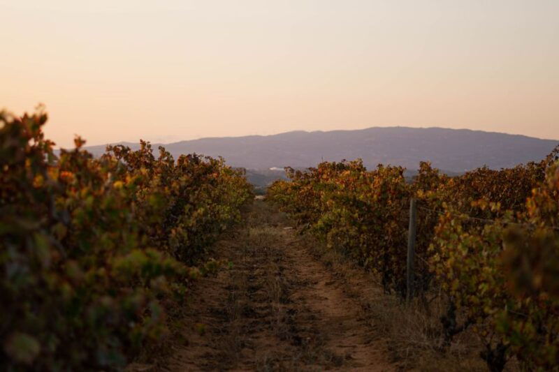 lagoa-2-5-hour-vineyard-dinner-with-winetasting