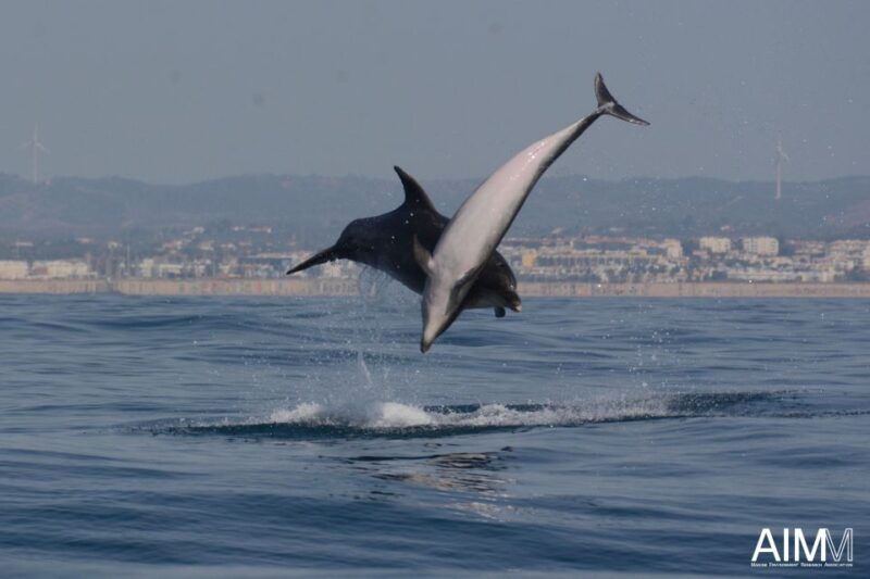 lagoa-dolphins-expedition-with-biologist-guide-on-board