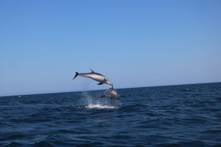 lagoa-dolphins-expedition-with-biologist-guide-on-board