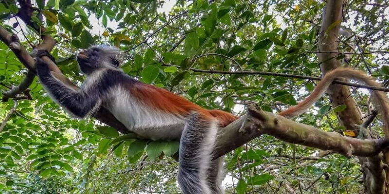 lagoon-tour-to-monkey-island-in-negombo