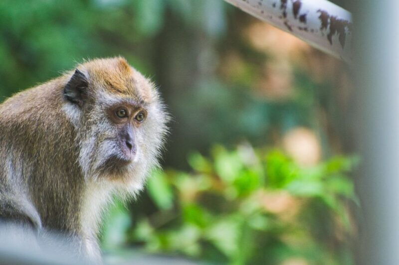 lagoon-tour-to-monkey-island-in-negombo