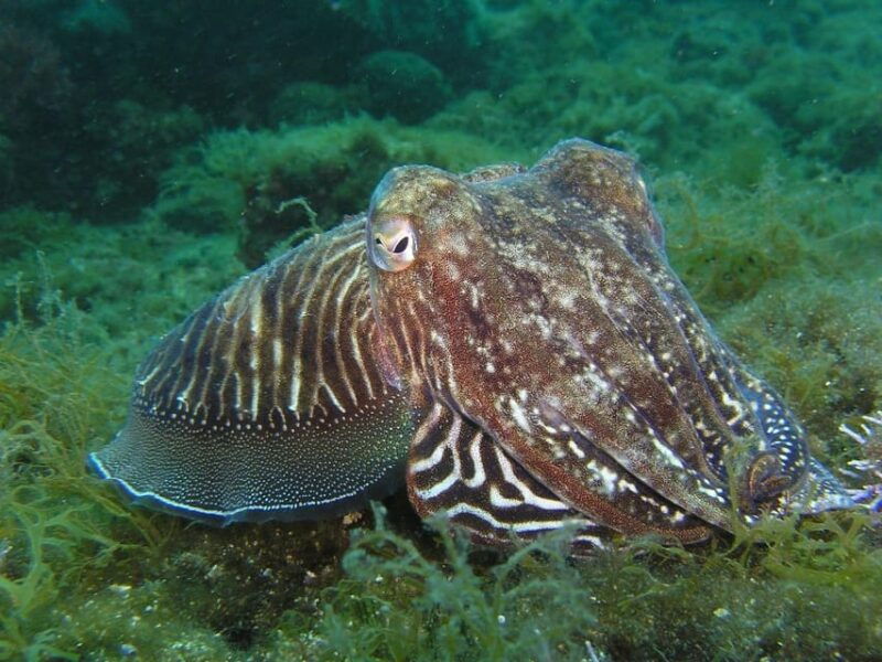 lagos-2-dives-on-the-local-reefs-for-certefid-divers-only