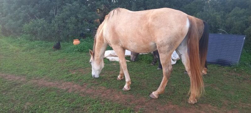 lagos-a-walk-with-a-rescued-horse-at-the-sanctuary