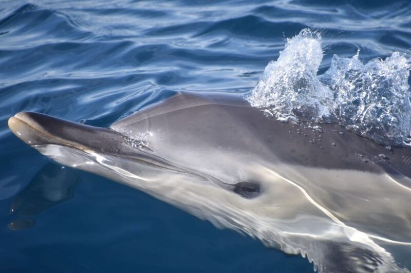 lagos-dolphin-benagil-tour-with-marine-biologist