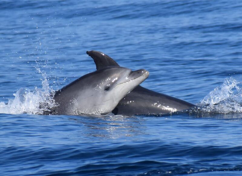 lagos-dolphin-benagil-tour-with-marine-biologist