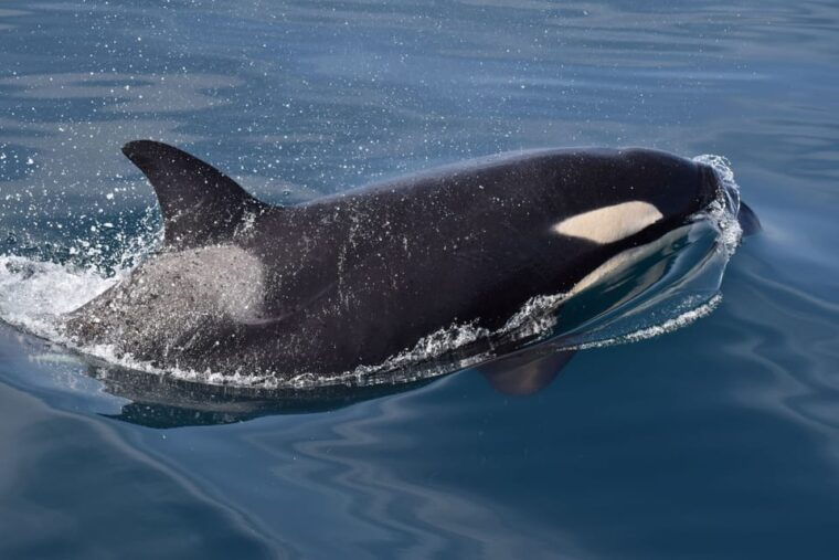 lagos-dolphin-benagil-tour-with-marine-biologist