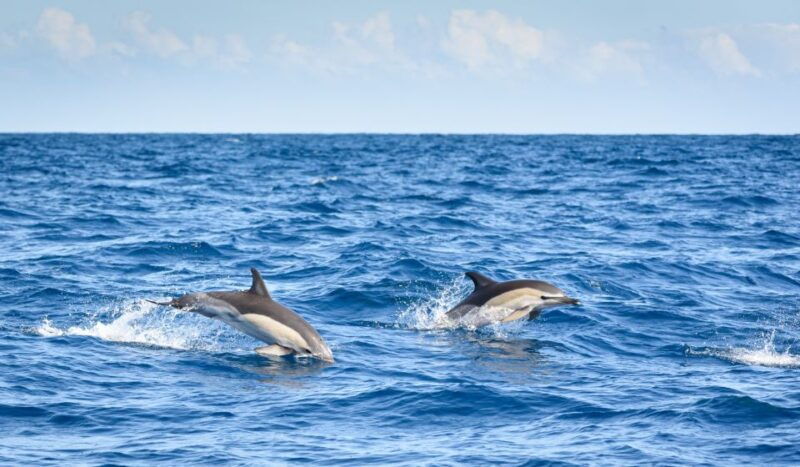 lagos-dolphin-watching-half-day-cruise-water-activities