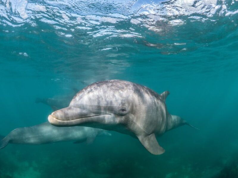 lagos-dolphin-watching-half-day-cruise-water-activities