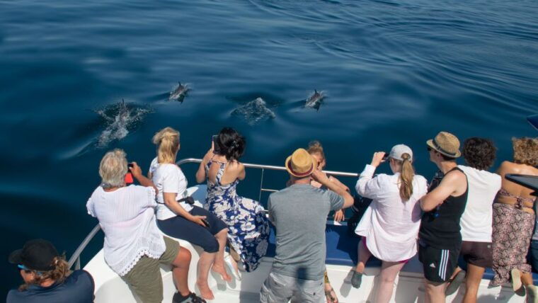 lagos-dolphin-watching-half-day-cruise-water-activities