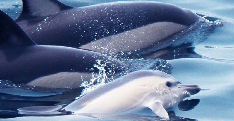lagos-dolphin-watching-with-professional-marine-biologists