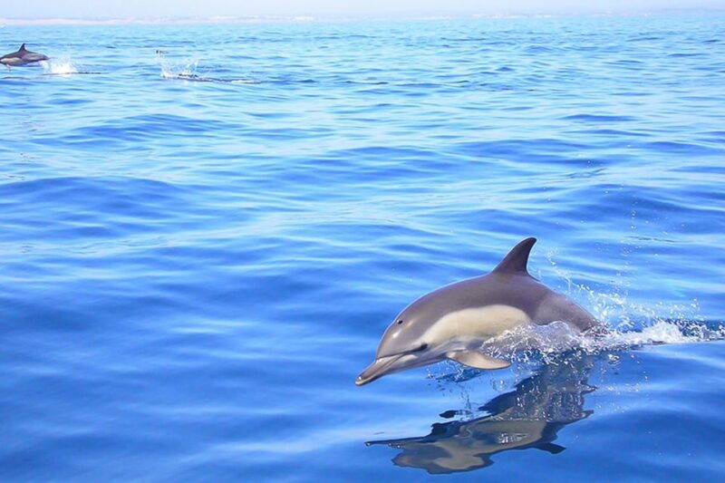 lagos-dolphin-watching-with-professional-marine-biologists