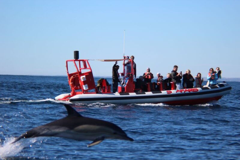 lagos-dolphin-watching-with-professional-marine-biologists