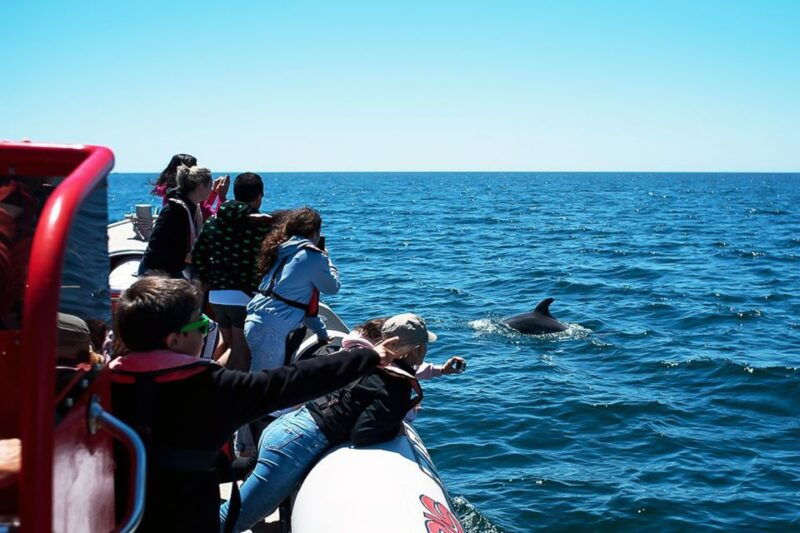 lagos-dolphin-watching-with-professional-marine-biologists