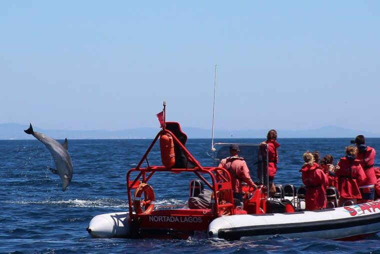 lagos-dolphin-watching-with-professional-marine-biologists