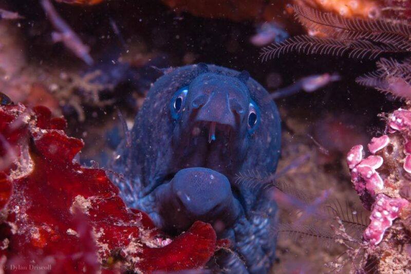 lagos-guided-scuba-diving-trip-for-beginners