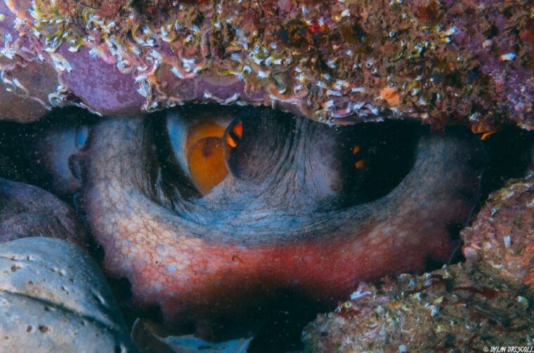 lagos-guided-scuba-diving-trip-for-beginners