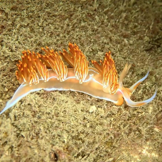 lagos-scuba-diving-experience-for-beginners