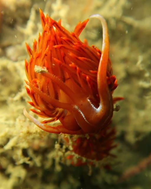 lagos-scuba-diving-experience-for-beginners