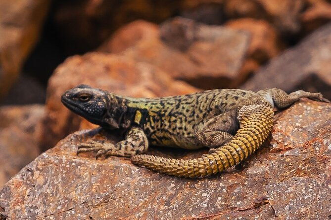 laguna-blanca-arroyo-turquoise-barreal-san-juan-arg