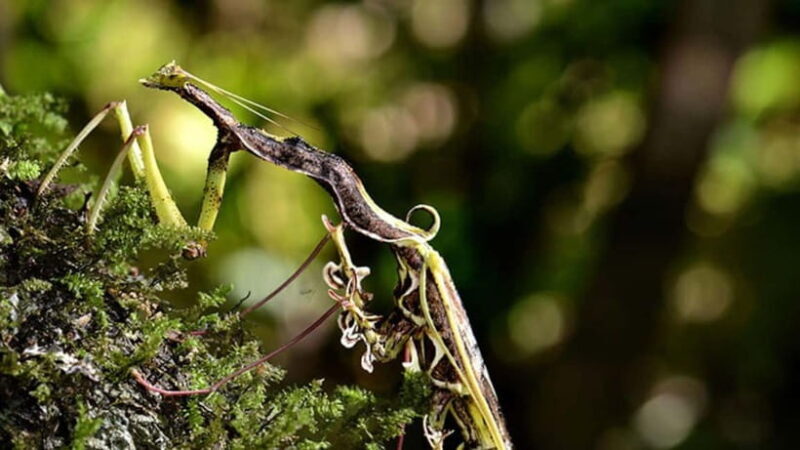 Lahad Datu: 3-Day Danum Valley Rainforest Adventure - Lahad Datu: 3-Day Danum Valley Rainforest Adventure – A Complete Guide