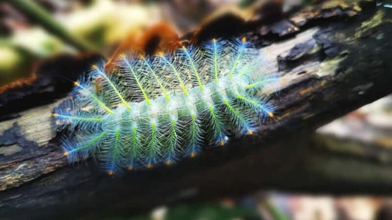 Lahad Datu: 3-Day Danum Valley Rainforest Adventure - Who Should Consider This Tour?