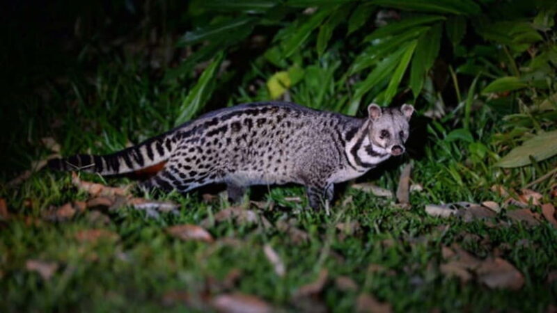 Lahad Datu: 3-Day Danum Valley Rainforest Adventure - Frequently Asked Questions