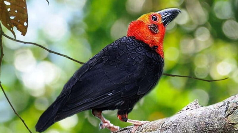 Lahad Datu: 3-Day Danum Valley Rainforest Adventure - Final Thoughts