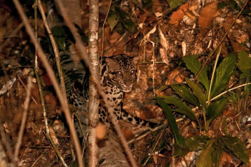 Lahad Datu: Danum Valley 3-Day Jungle Adventure with Guide - Discovering the Danum Valley: A 3-Day Jungle Adventure in Sabah