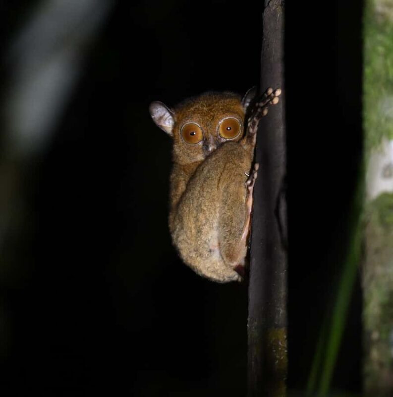 Lahad Datu: Danum Valley 3-Day Jungle Adventure with Guide - Key Points