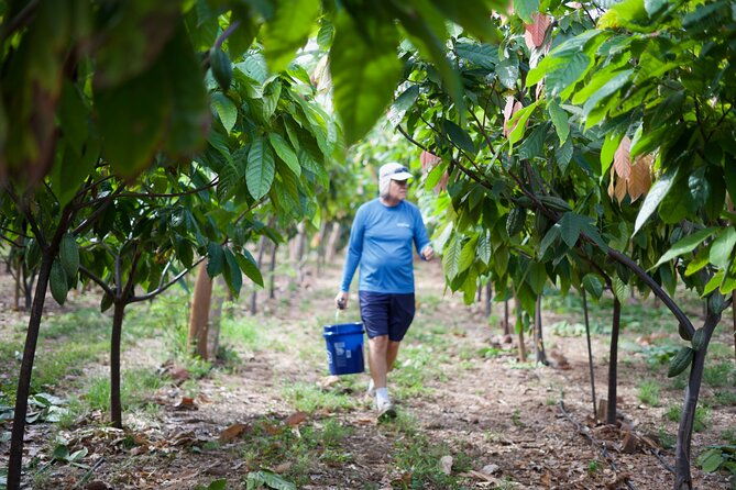 lahaina-maui-kuia-estate-guided-cacao-farm-tour-and-tasting