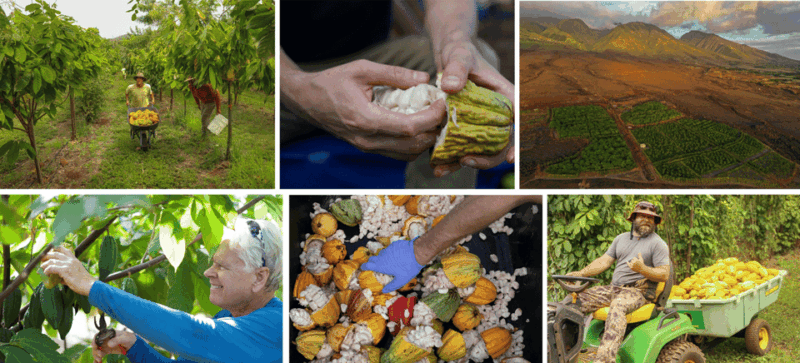 lahaina-maui-kuia-estate-guided-cacao-farm-tour-tasting