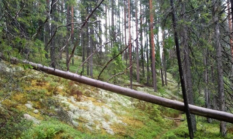 lahti-guided-hiking-tour-to-kalliojarvi-lake