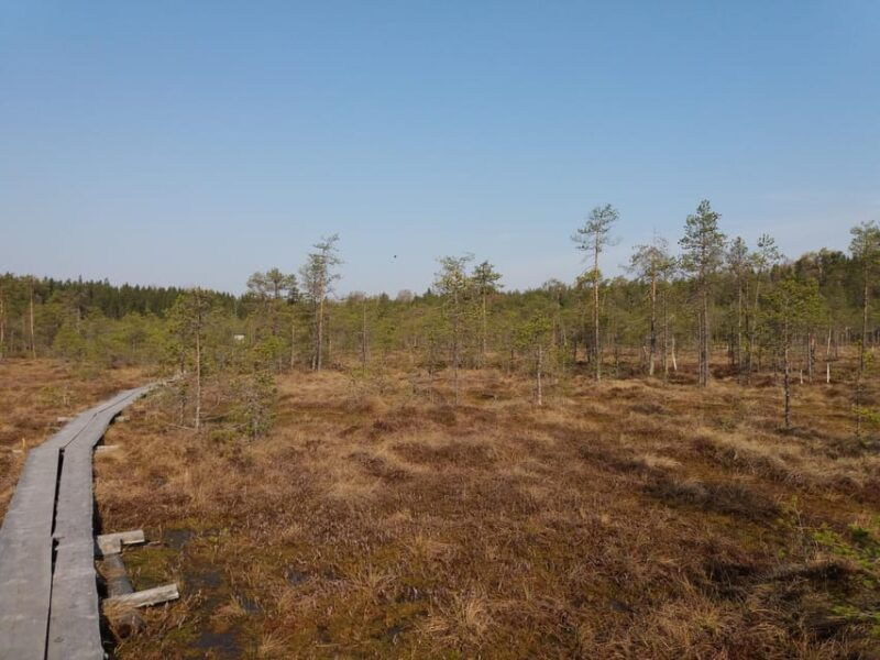 lahti-guided-nature-walk-the-heart-of-the-swamp