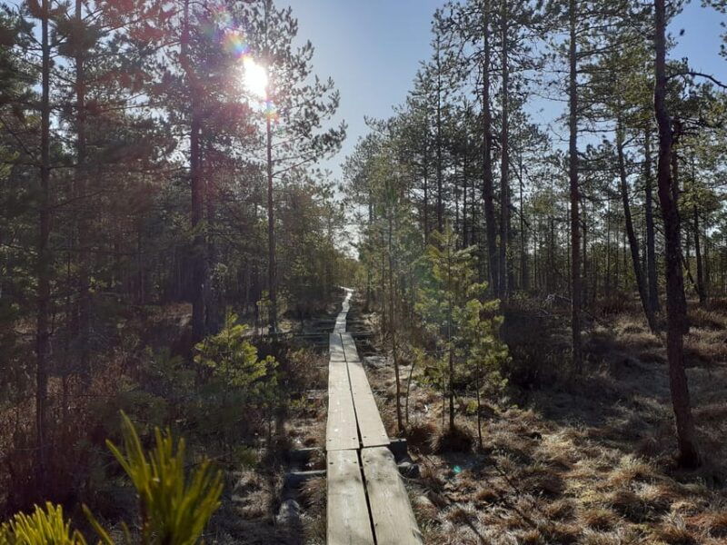 lahti-guided-nature-walk-the-heart-of-the-swamp